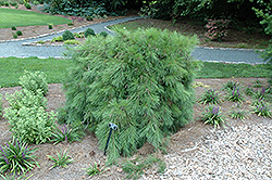 Weeping Japanese Red Pine (Pinus densiflora 'Pendula') at A Very Successful Garden Center