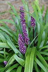 Royal Purple Lily Turf (Liriope muscari 'Royal Purple') at Stonegate Gardens