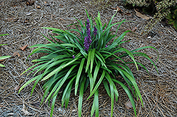 Royal Purple Lily Turf (Liriope muscari 'Royal Purple') at Stonegate Gardens