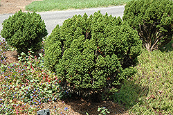 Vilmoriniana Japanese Cedar (Cryptomeria japonica 'Vilmoriniana') at A Very Successful Garden Center