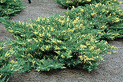 Variegated Japanese Juniper (Juniperus procumbens 'Variegata') at A Very Successful Garden Center