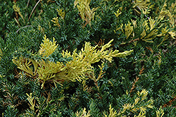 Variegated Japanese Juniper (Juniperus procumbens 'Variegata') at A Very Successful Garden Center