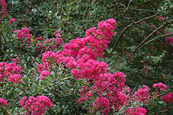 Queen's Lace Crapemyrtle (Lagerstroemia indica 'Queen's Lace') at Stonegate Gardens