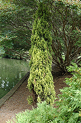 Swane's Golden Italian Cypress (Cupressus sempervirens 'Swane's Golden') at A Very Successful Garden Center