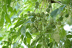 Jade Snowflake Variegated Chinaberry (Melia azedarach 'Jade Snowflake') at A Very Successful Garden Center