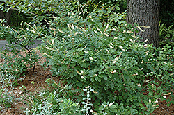 Creel's Calico Summersweet (Clethra alnifolia 'Creel's Calico') at A Very Successful Garden Center