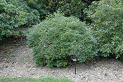 Mr. Poppins Winterberry (Ilex verticillata 'FARROWMRP') at A Very Successful Garden Center