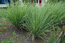 Hardy Sugarcane (Saccharum arundinaceum) at Stonegate Gardens
