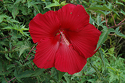 Lord Baltimore Hibiscus (Hibiscus 'Lord Baltimore') at Stonegate Gardens