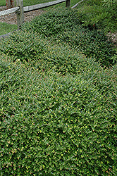 Taylor's Rudolph Yaupon Holly (Ilex vomitoria 'Taylor's Rudolph') at A Very Successful Garden Center