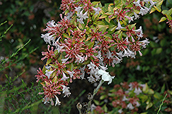 Francis Mason Abelia (Abelia x grandiflora 'Francis Mason') at Stonegate Gardens