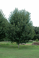Jamestown Red Maple (Acer rubrum 'Jamestown') at A Very Successful Garden Center