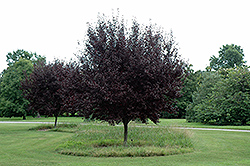 Krauter Vesuvius Plum (Prunus cerasifera 'Krauter Vesuvius') at Stonegate Gardens