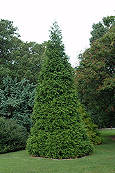Green Giant Arborvitae (Thuja 'Green Giant') at A Very Successful Garden Center