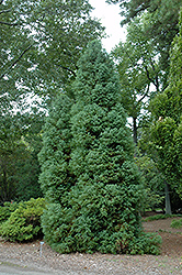 Elegans Japanese Cedar (Cryptomeria japonica 'Elegans') at A Very Successful Garden Center