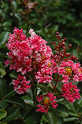 Prairie Lace Crapemyrtle (Lagerstroemia indica 'Prairie Lace') at Stonegate Gardens
