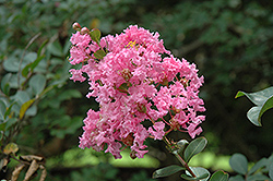 Pink Lace Crapemyrtle (Lagerstroemia indica 'Pink Lace') at A Very Successful Garden Center