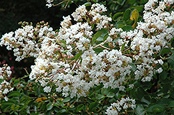 Byer's Wonderful White Crapemyrtle (Lagerstroemia indica 'Byer's Wonderful White') at A Very Successful Garden Center
