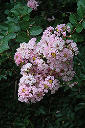 Near East Crapemyrtle (Lagerstroemia indica 'Near East') at A Very Successful Garden Center