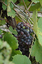 Norton Grape (Vitis 'Norton') at Lakeshore Garden Centres
