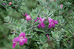 Texas Sage (Leucophyllum frutescens) at A Very Successful Garden Center