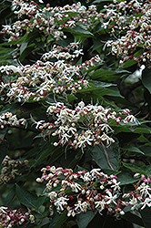 Harlequin Glorybower (Clerodendrum trichotomum) at A Very Successful Garden Center