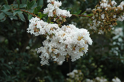 White Chocolate Crapemyrtle (Lagerstroemia indica 'White Chocolate') at Lakeshore Garden Centres