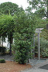 Shrubby Podocarpus (Podocarpus macrophyllus 'Maki') at Lakeshore Garden Centres
