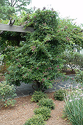 Chinese Evergreen Wisteria (Millettia taiwanensis) at Lakeshore Garden Centres