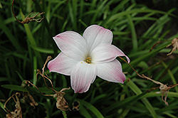 Labuffarosa Rain Lily (Zephyranthes 'Labuffarosa') at A Very Successful Garden Center