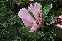 Swamp Rosemallow (Hibiscus grandiflorus) at A Very Successful Garden Center
