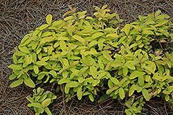 Brigadoon St. John's Wort (Hypericum calycinum 'Brigadoon') at Lakeshore Garden Centres