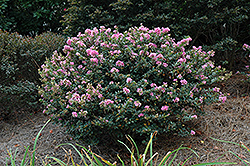 Dazzle Me Pink Crapemyrtle (Lagerstroemia indica 'Gamad V') at Lakeshore Garden Centres