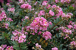 Dazzle Me Pink Crapemyrtle (Lagerstroemia indica 'Gamad V') at A Very Successful Garden Center