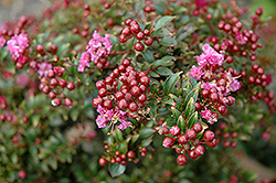 Chickasaw Crapemyrtle (Lagerstroemia 'Chickasaw') at A Very Successful Garden Center