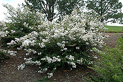 Early Bird White Crapemyrtle (Lagerstroemia 'JD900') at A Very Successful Garden Center