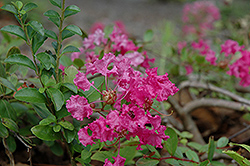 Rosey Carpet Crapemyrtle (Lagerstroemia prostrata 'Rosey Carpet') at A Very Successful Garden Center