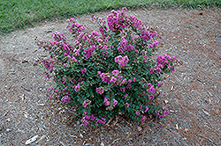 Early Bird Purple Crapemyrtle (Lagerstroemia 'JD827') at Stonegate Gardens