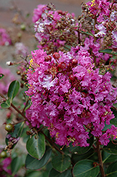 Early Bird Purple Crapemyrtle (Lagerstroemia 'JD827') at A Very Successful Garden Center