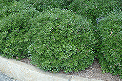 Bordeaux Yaupon Holly (Ilex vomitoria 'Condeaux') at A Very Successful Garden Center