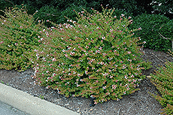 Rose Creek Abelia (Abelia x grandiflora 'Rose Creek') at Lakeshore Garden Centres