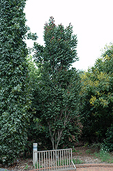Fastigiata Golden Rain Tree (Koelreuteria paniculata 'Fastigiata') at A Very Successful Garden Center