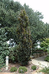 Rohan Minaret Beech (Fagus sylvatica 'Rohan Minaret') at A Very Successful Garden Center