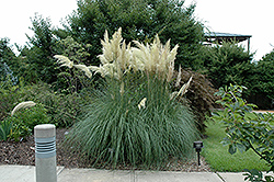Sunningdale Silver Pampas Grass (Cortaderia selloana 'Sunningdale Silver') at A Very Successful Garden Center
