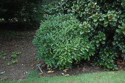 Daphniphyllum (Daphniphyllum humile) at Lakeshore Garden Centres