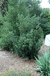 Edgefield Shrubby Podocarpus (Podocarpus macrophyllus 'Edgefield') at A Very Successful Garden Center
