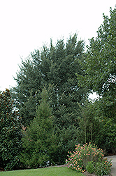 Argenteo Variegata Elm (Ulmus procera 'Argenteo Variegata') at A Very Successful Garden Center