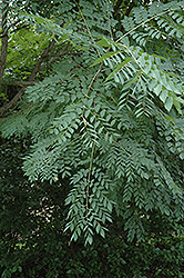 Kentucky Colonel Kentucky Coffeetree (Gymnocladus dioicus 'Kentucky Colonel') at Lakeshore Garden Centres