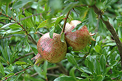 State Fair Pomegranate (Punica granatum 'State Fair') at A Very Successful Garden Center
