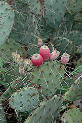 Plains Prickly Pear Cactus (Opuntia macrorhiza) at A Very Successful Garden Center